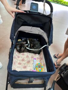 Alt Attribute Lillidale Animal Health at Paws & Play Festival @ Plantation Plaza