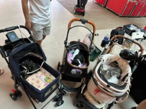 Alt Attribute Lillidale Animal Health at Paws & Play Festival @ Plantation Plaza