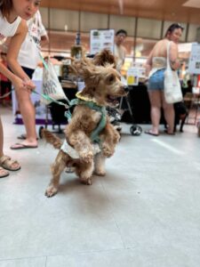 Alt Attribute Lillidale Animal Health at Paws & Play Festival @ Plantation Plaza