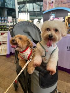 Alt Attribute Lillidale Animal Health at SingaPaw Weekend 60