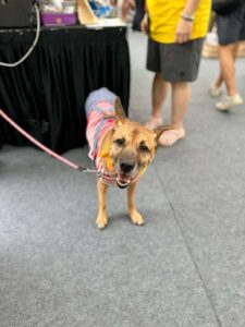 Alt Attribute Lillidale Animal Health at Singapore Specials Day