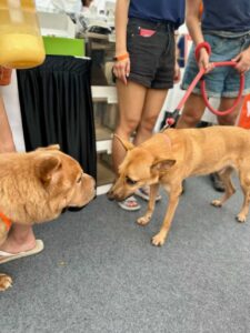 Alt Attribute Lillidale Animal Health at Singapore Specials Day