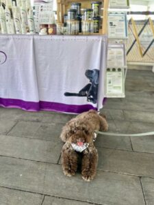 The Pawfect Journey Mid Autumn Pet Festival