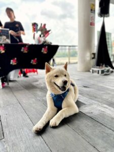 The Pawfect Journey Mid Autumn Pet Festival
